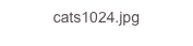 cats1024.jpg